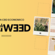 Cali Weed recensioni italia